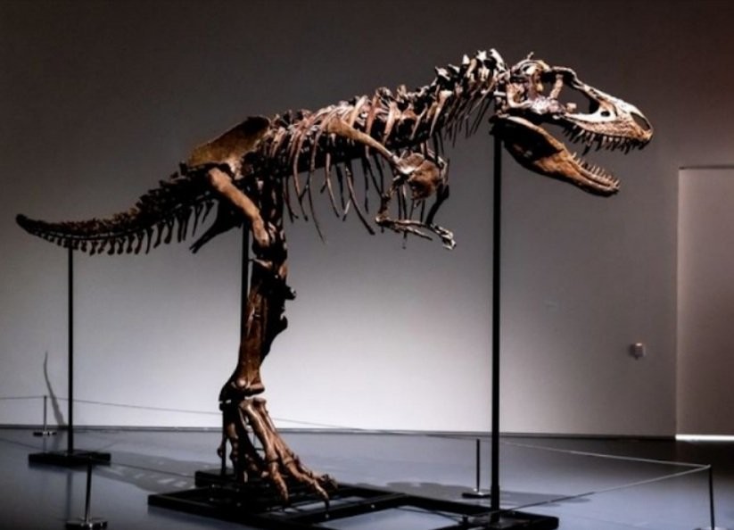 bo-xuong-hoa-thach-khung-long-gorgosaurus-1659940163.jpg