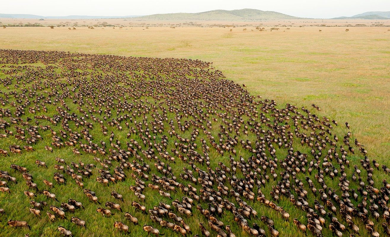 tanzania-serengeti-stockwildebeestmigration-1747120941.jpg