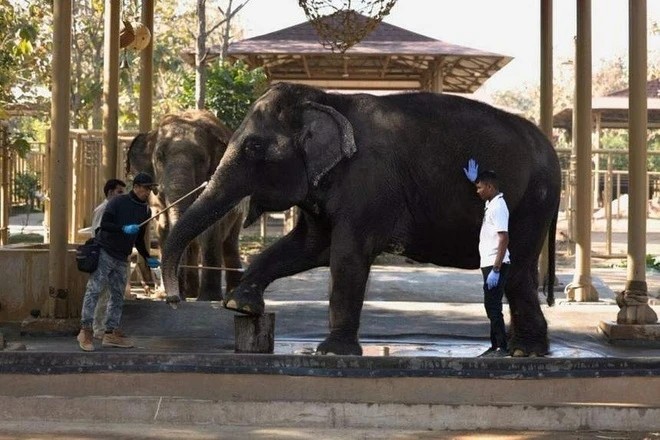 Vườn thú của con trai tỷ phú giàu nhất châu Á gây tranh cãi