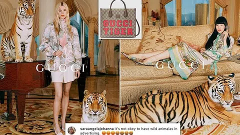 Thương hiệu đình đám Gucci bị chỉ trích lẫn tán dương vì dùng hổ thật quay quảng cáo