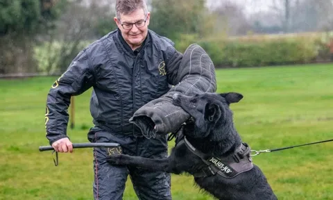 Giới thượng lưu Anh chi hàng chục nghìn bảng để sở hữu những chú chó bảo vệ tinh nhuệ