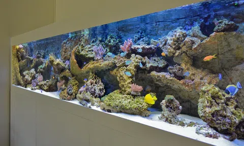 Nghệ thuật sống của giới siêu giàu: Đam mê nuôi cá cảnh xa hoa hàng triệu đô la