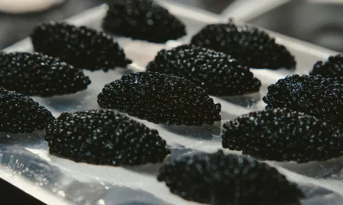 Trứng cá tầm và câu chuyện về món mỹ vị đắt đỏ nhất thế giới