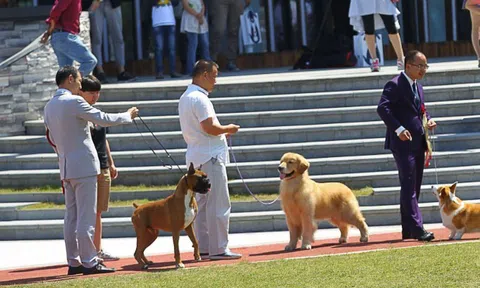 Tiêu tiền kiểu giới siêu giàu: Khi nấu ăn cho chó, tắm nắng hay shopping cũng thành nghề lương nghìn USD