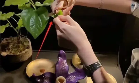 Nhà giàu chi hàng chục triệu đồng để trải nghiệm món ăn làm từ phân voi