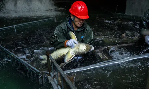 Trứng cá muối, gan ngỗng made in China: "Cơn địa chấn" trong giới ẩm thực cao cấp