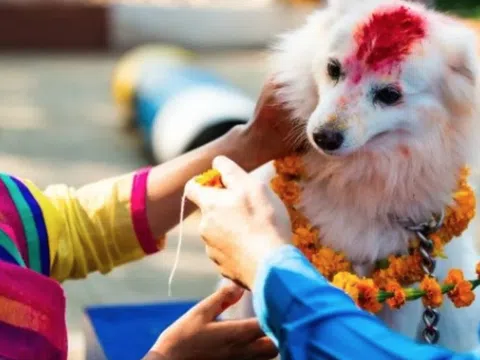 Khám phá Kukur Tihar - lễ hội đặc biệt tôn vinh những chú chó ở Nepal