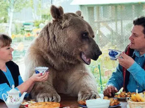 Chú gấu Stepan nước Nga ‘tự kiếm tiền … mua cá ăn’