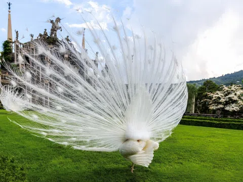 Năm giống chim quý hiếm trong bộ sưu tập của giới thượng lưu: Khi thú cưng có giá trị vượt xa cả siêu xe triệu đô