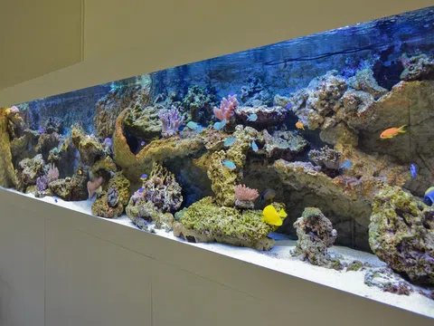 Nghệ thuật sống của giới siêu giàu: Đam mê nuôi cá cảnh xa hoa hàng triệu đô la