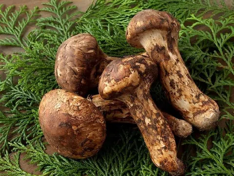 Tại sao nấm Matsutake có giá trị cao hơn cả vàng, được giới siêu giàu săn lùng khắp thế giới