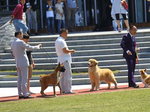 Tiêu tiền kiểu giới siêu giàu: Khi nấu ăn cho chó, tắm nắng hay shopping cũng thành nghề lương nghìn USD