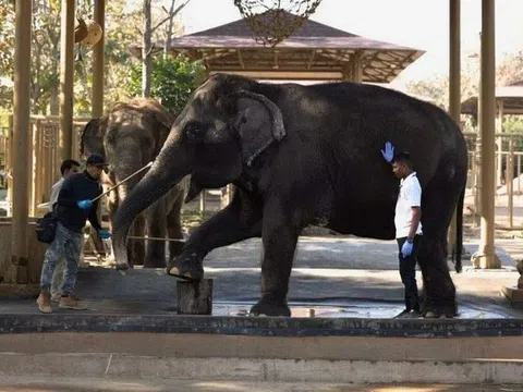 Vườn thú của con trai tỷ phú giàu nhất châu Á gây tranh cãi