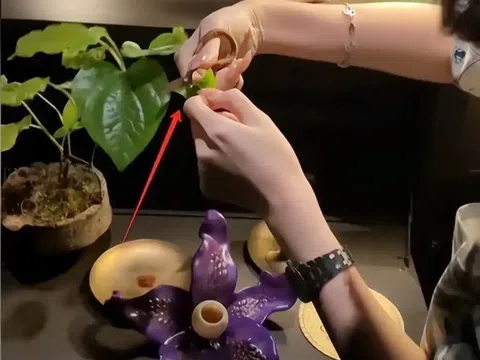 Nhà giàu chi hàng chục triệu đồng để trải nghiệm món ăn làm từ phân voi