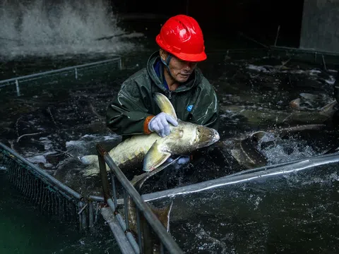 Trứng cá muối, gan ngỗng made in China: "Cơn địa chấn" trong giới ẩm thực cao cấp