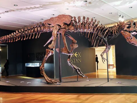 Sưu tầm hóa thạch khủng long - đam mê xa xỉ mới của giới tỷ phú