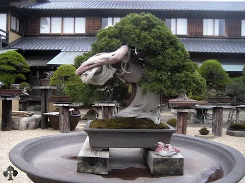 Top 10 cây Bonsai xuất sắc bậc nhất thế giới, có cây 800 tuổi đắt đỏ bốn lần giành được giải thưởng danh giá từ Thủ tướng Nhật Bản